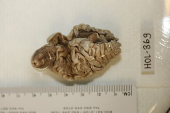 Media type: image;   Invertebrate Zoology HOL-369 Description: Preserved specimen.;